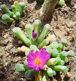 Frithia pulchra
