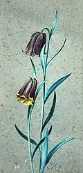 Fritillaria pyrenaica