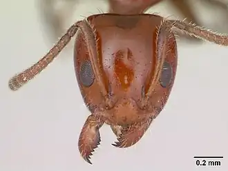 Муравей Froggattella kirbii