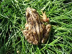 Прыткая лягушка