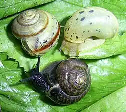 Кустарниковые улитки разной окраски