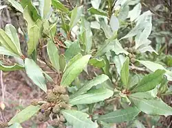 Листва и плоды