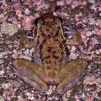 Petropedetes vulpiae