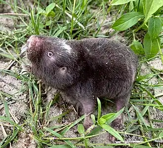 Дамарский пескорой