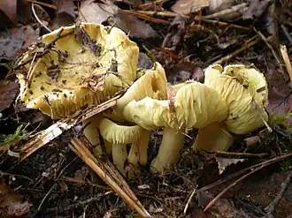 Tricholoma flavovirens — типичный представитель подотдела