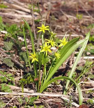 Гусиный лук жёлтый (Gagea lutea)