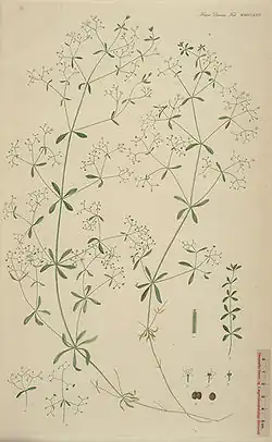 Galium palustre L. Таблица 2764 из Flora Danica, часть 47 (1869)