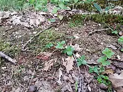 Стелющийся стебель