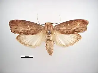 Большая восковая моль