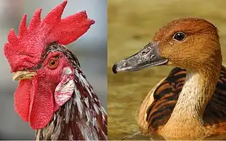 Петух и рыжая свистящая утка