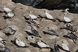 Олуши на Муривай, несколько взрослых птиц и один птенец