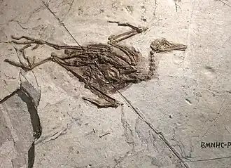 Образец Gansus zheni в Пекинском музее естественной истории[англ.]