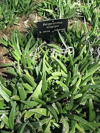 Bergeranthus scapiger