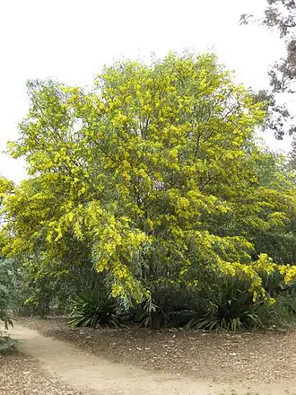 Ботанические сады Хантингтона, США.