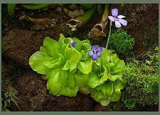 Общий вид цветущего растения