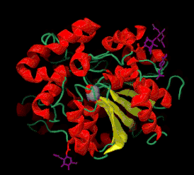 Кристаллическая структура липазы желудка человека (PDB 1hlg).