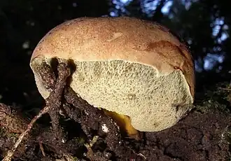 Gastroboletus turbinatus