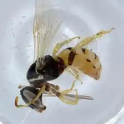 Gastrosericus funereus