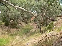 Русло Голера в засушливый период