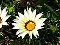 Gazania × hybrida (Газания гибридная) см. род Газания