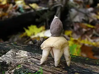 Звездовик четырёхлопастный (Geastrum quadrifidum)