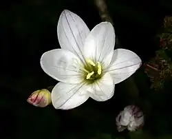 Цветок G. imbricata imbricata