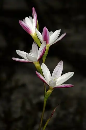 Geissorhiza imbricata imbricata в Природном заповеднике Кейп-Пойнт (близ Кейптауна, Западно-Капская провинция, ЮАР)