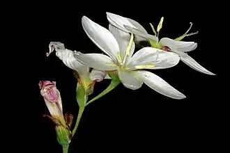 Соцветие — колос