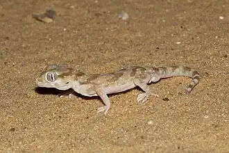 Stenodactylus sthenodactylus — пустынный узкопалый геккон