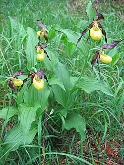 Башмачок настоящий (лат. Cypripedium calceolus) — многолетнее травянистое растение семейства Орхидные.