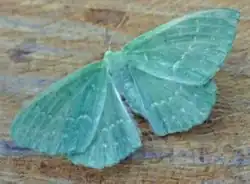 Geometra papilionaria(Geometrinae)