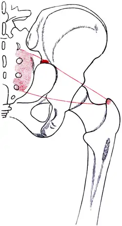 Места прикрепления и проекция расположения правой грушевидной мышцы