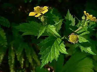 Общий облик растения