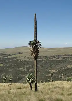 Lobelia rhynchopetalum
