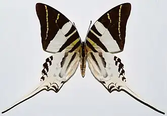 Graphium androcles