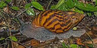 Achatina achatina, Какум, Гана