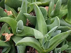 Gibbaeum pachypodium