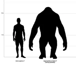 Человек в сравнении с Gigantopithecus blacki