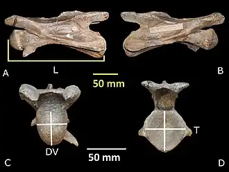 Шейный позвонок, голотип