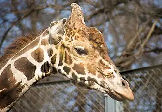 Самсон Ленинградов (2014)