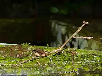 Euchomenella heteroptera