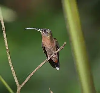 Краснохвостый отшельник