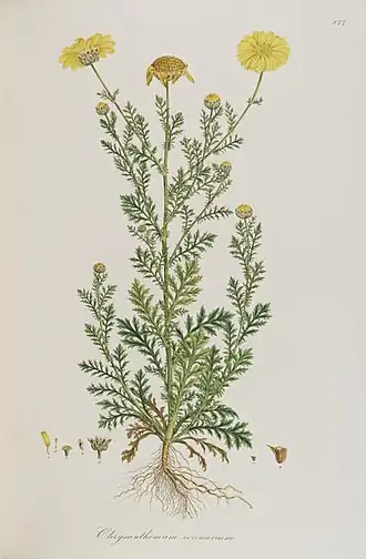 Златоцвет увенчанный