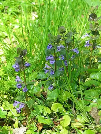 Будра плющевидная (Glechoma hederacea)