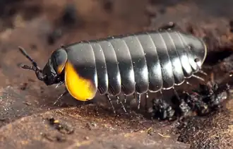 Жёлтая морфа Glomeris aurita