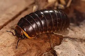 Цветовой вариант