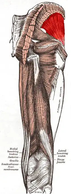 Малая ягодичная мышца выделена красным