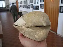 Ископаемый Glycymeris glycymeris