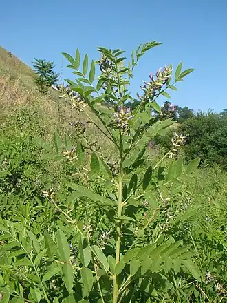 Общий вид растения