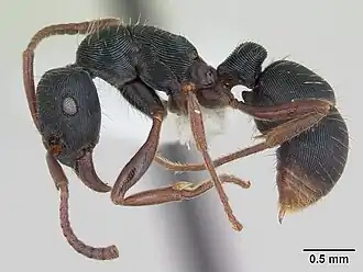 Gnamptogenys striatula